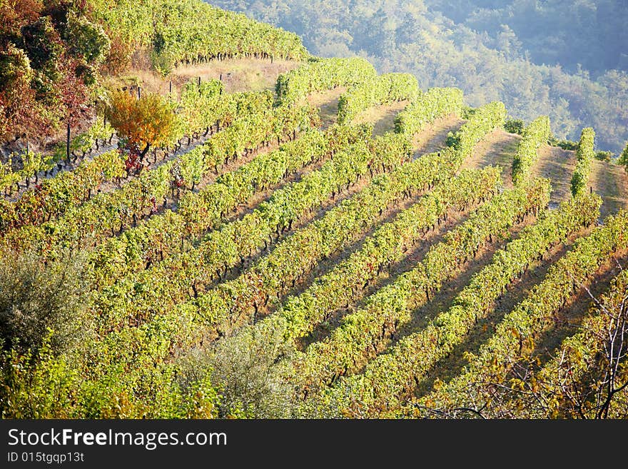 Vineyard landscape in summertime, Piedmont hills, north Italy. Vineyard landscape in summertime, Piedmont hills, north Italy.