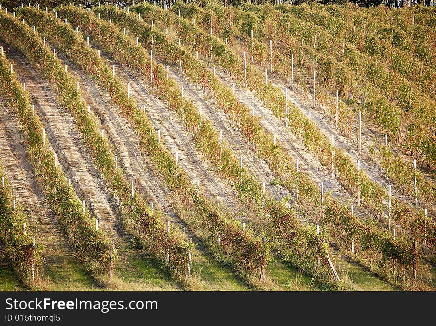 Vineyard landscape in summertime, Piedmont hills, north Italy. Vineyard landscape in summertime, Piedmont hills, north Italy.