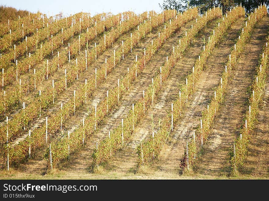 Vineyard landscape in summertime, Piedmont hills, north Italy. Vineyard landscape in summertime, Piedmont hills, north Italy.