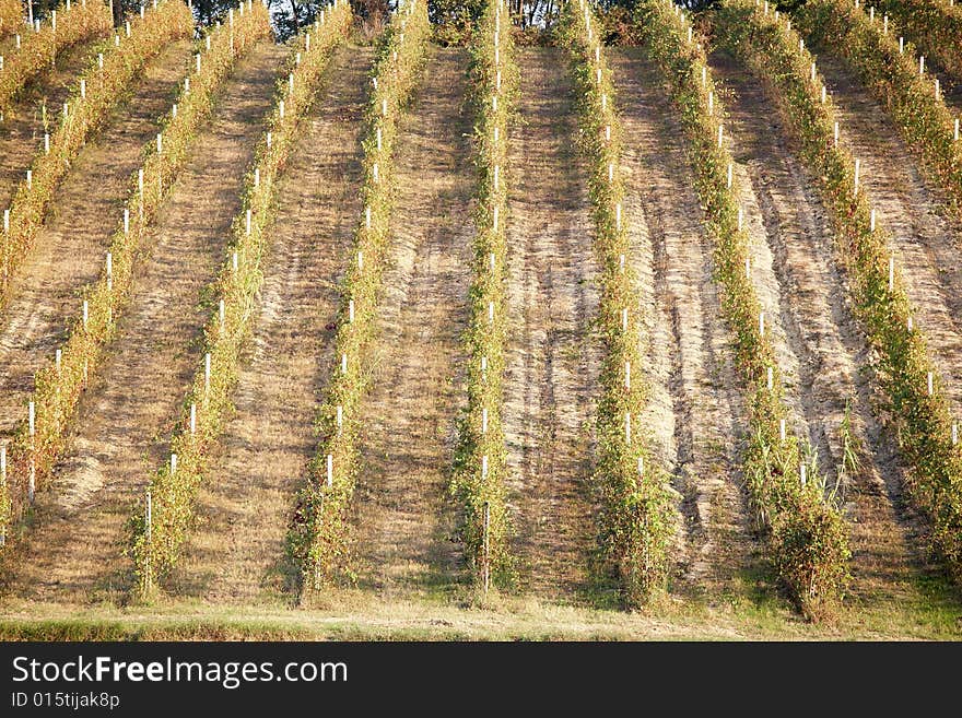 Vineyard landscape in summertime, Piedmont hills, north Italy. Vineyard landscape in summertime, Piedmont hills, north Italy.