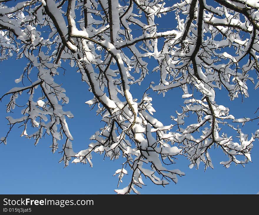 Snowy branches