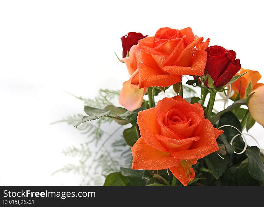 Beautiful rose with drops of water on white background