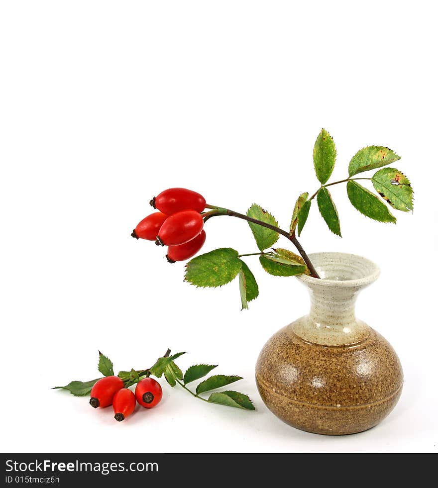 Dog rose in vase on a white background