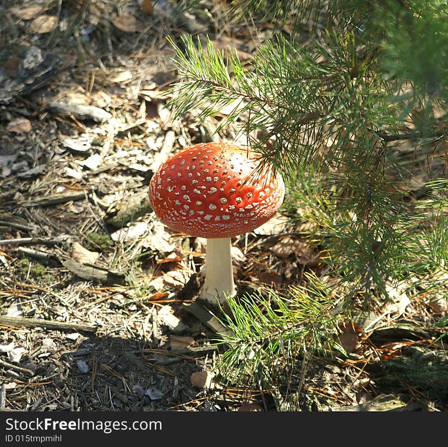 Fly agaric growing in the forest