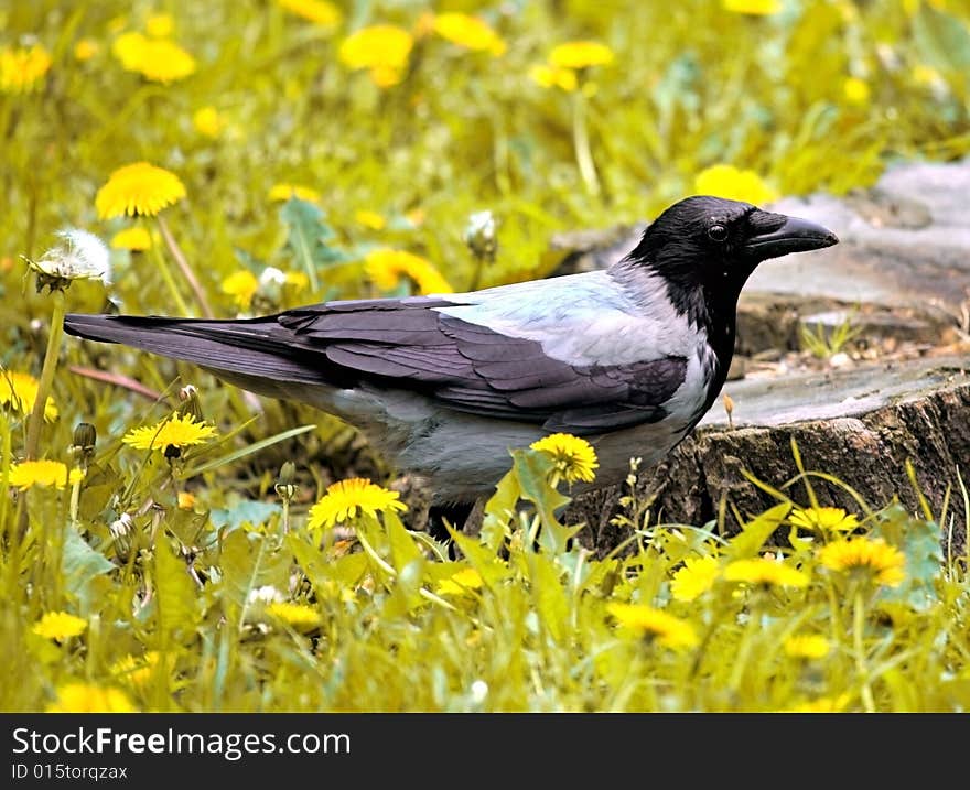 Photograph of a Crow on dandelion meadow