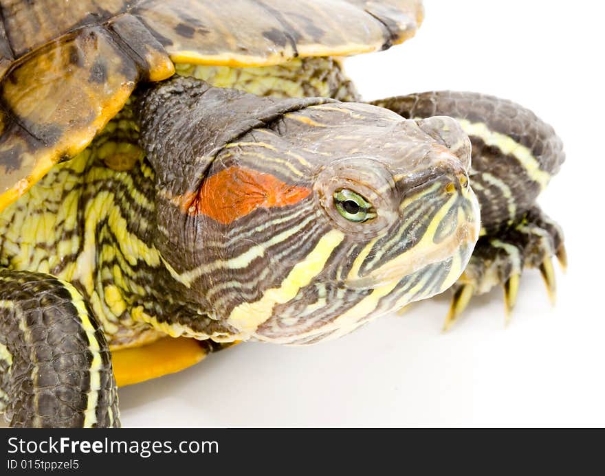 Head and face of a turtle - Pseudemys scripta elegans - close up