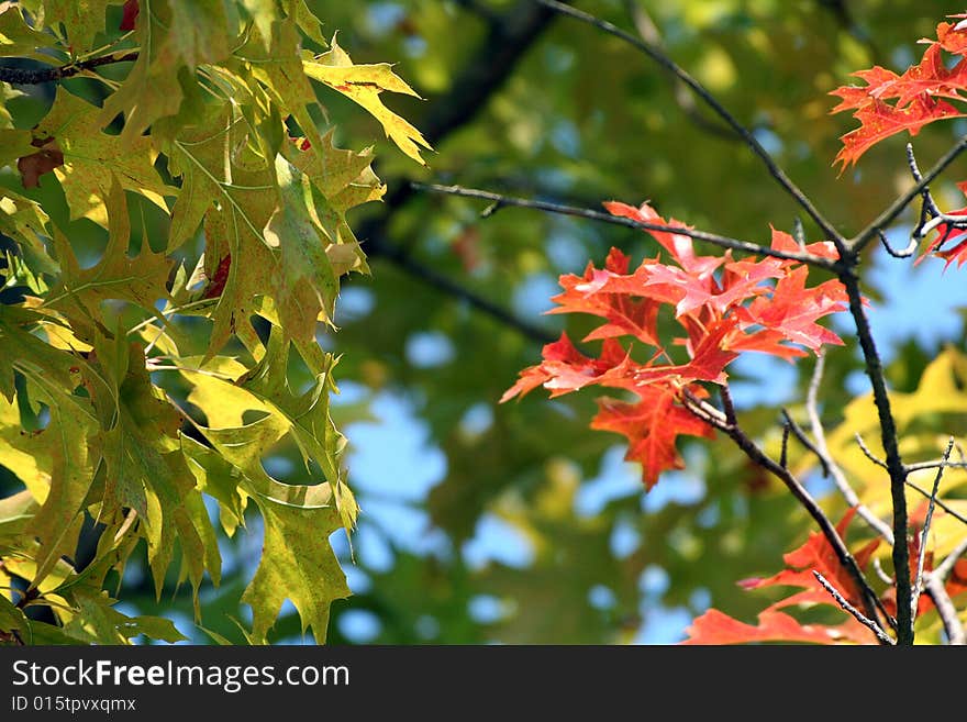 Autumn Leaves