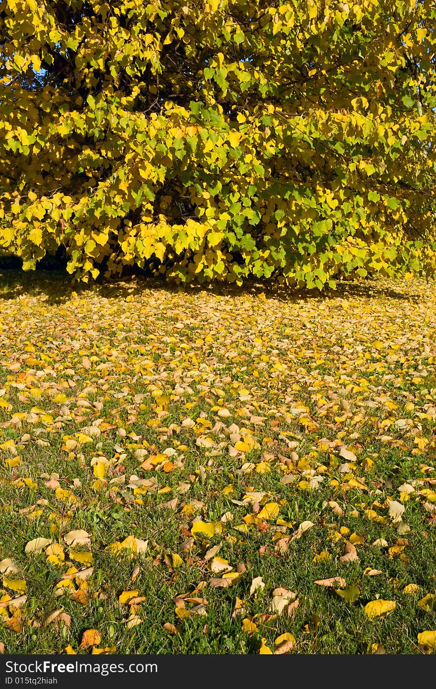 Autumn leaves on green grass with tree in background