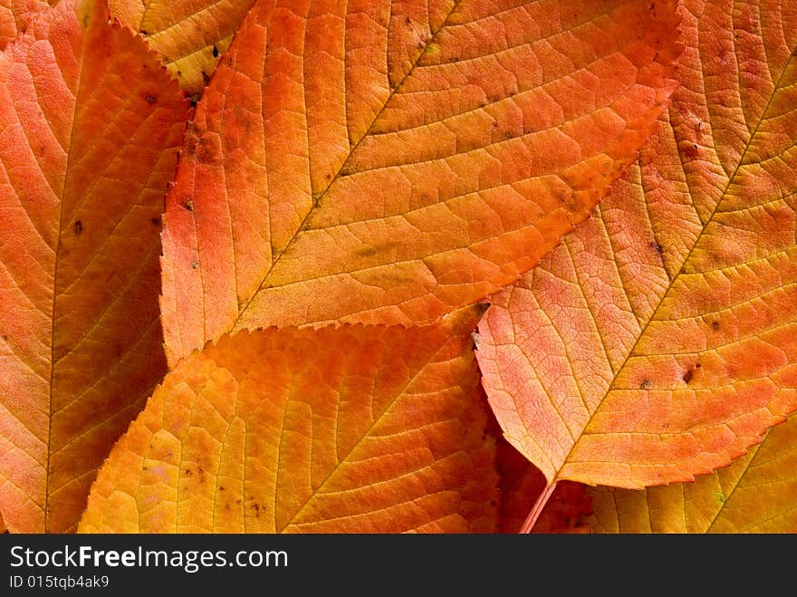 Autumn leaves background