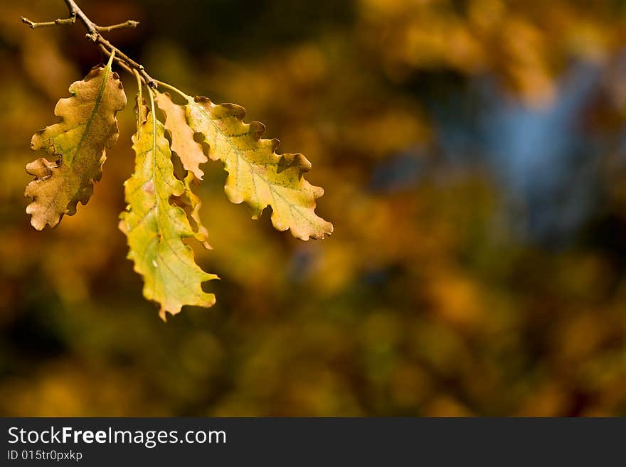 Oak leaves against a de-focused autumn forest background. Oak leaves against a de-focused autumn forest background