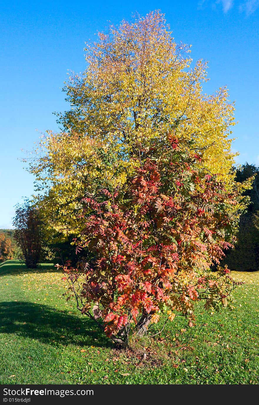 Autumn trees with bright blue sky background