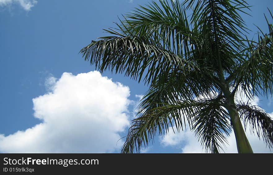 A view of a beautiful palm tree reaching toward the sky. Caribbean beach, May, 2007.