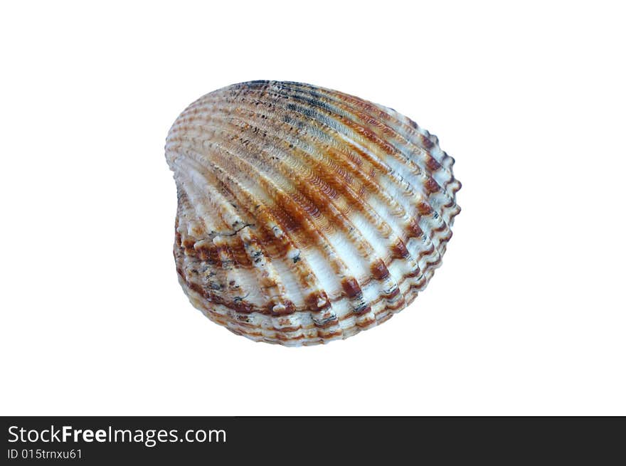 Small sea shell (isolated on white background)