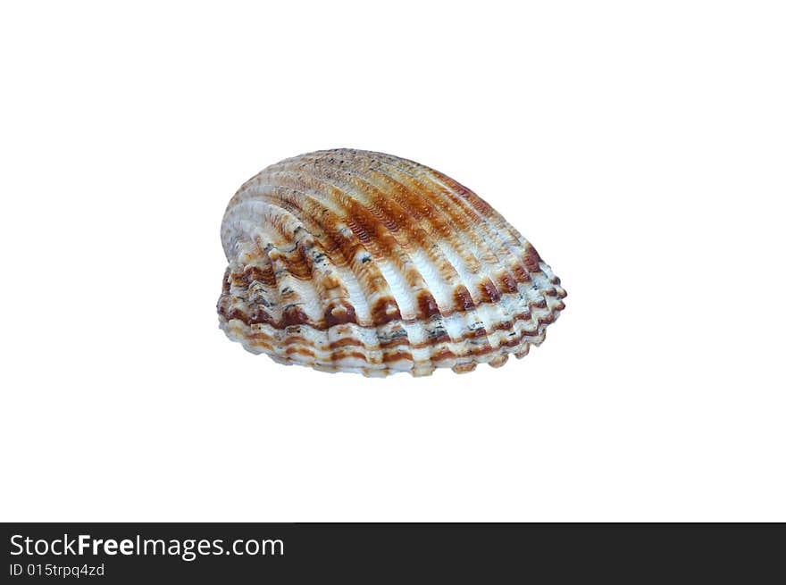 Sea shell