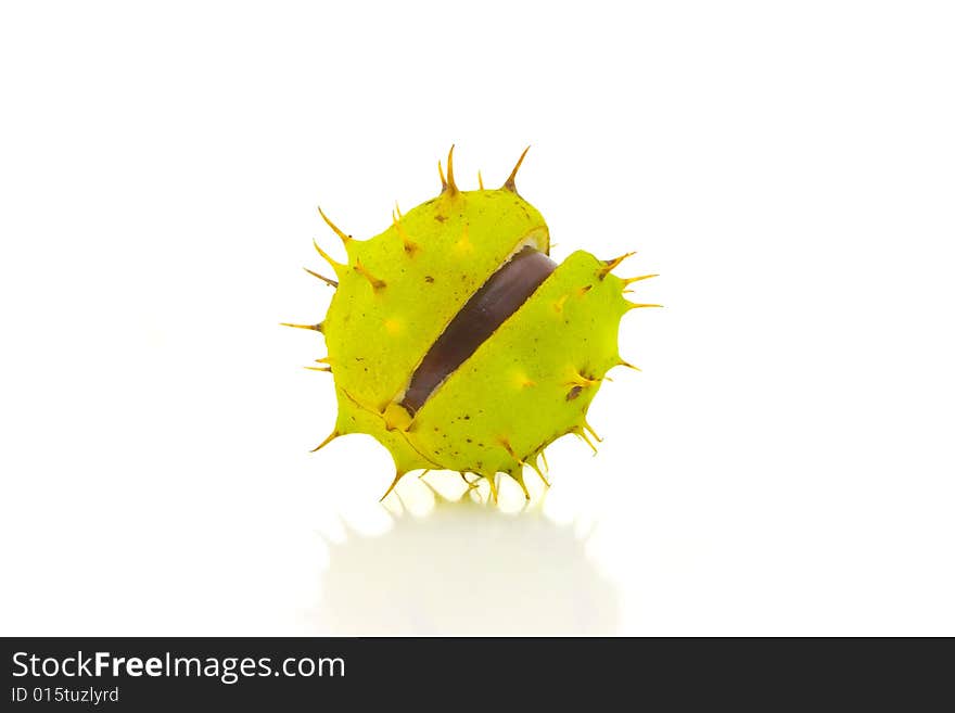 Open chestnut the isolated on a white background. Open chestnut the isolated on a white background