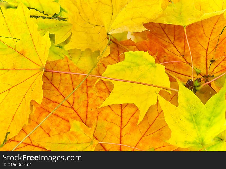 Many Colorful Autumnal Leaves In The Park