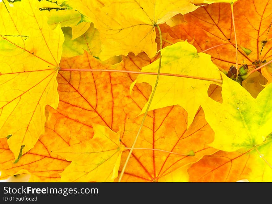 Many Colorful Autumnal Leaves In The Park