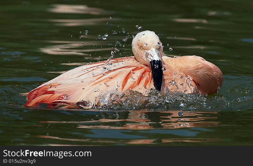 Flamingo