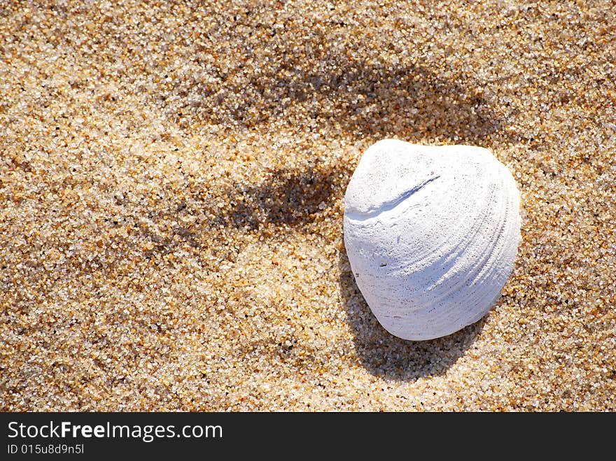 A shell on the beach. A shell on the beach