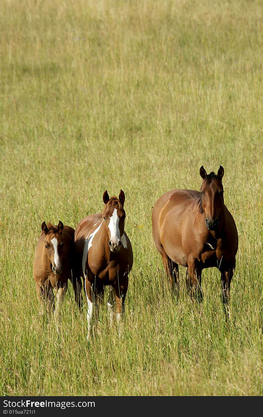 Three horses standing in a field with grass up to their knees. Three horses standing in a field with grass up to their knees