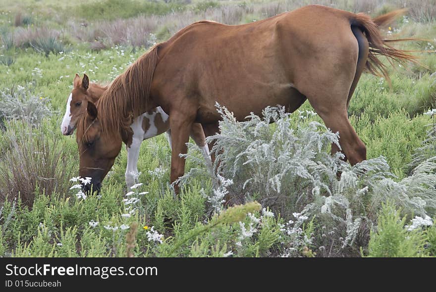 Mare and Painted Colt Pony. Mare and Painted Colt Pony