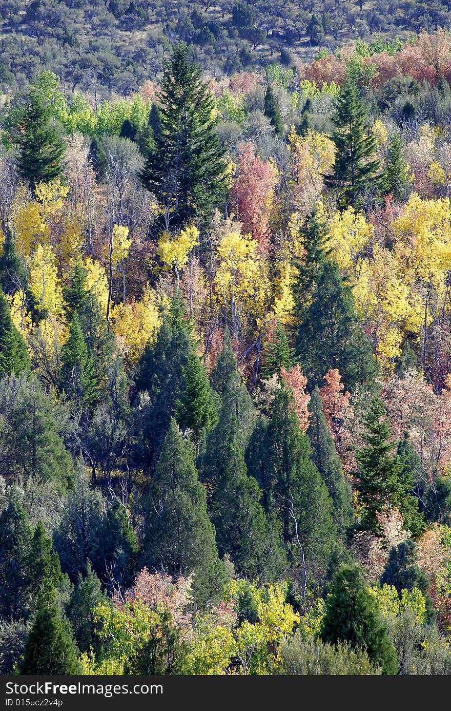 View of forrest of green pine trees and falls colors on mountainside. View of forrest of green pine trees and falls colors on mountainside