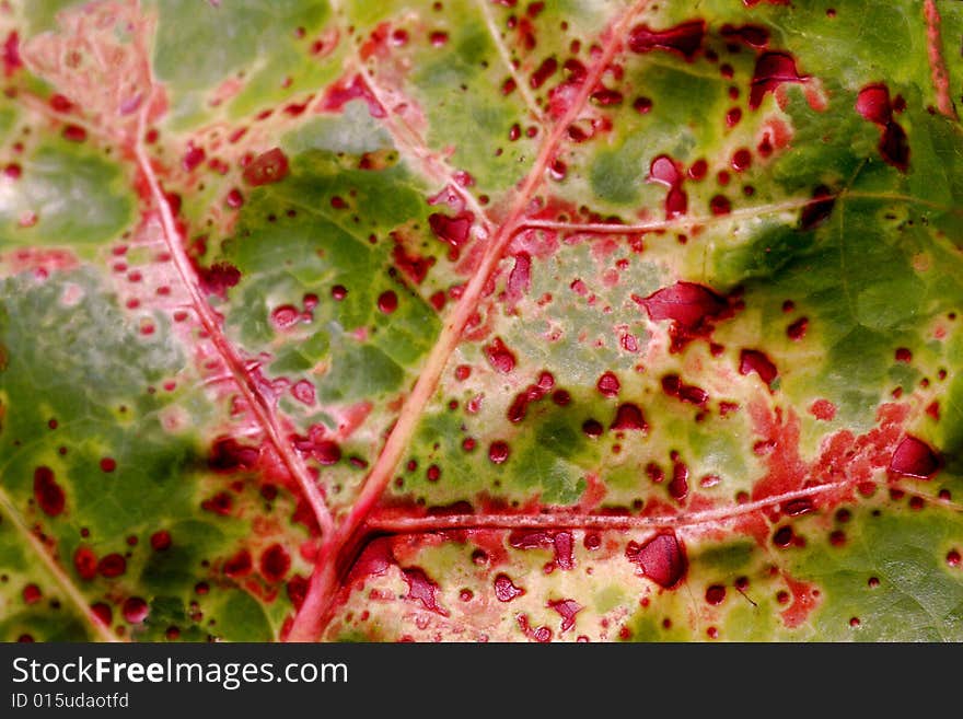 Natural Background Of Green Plant Leaf