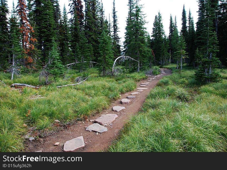 Hiking Trail In The Forest