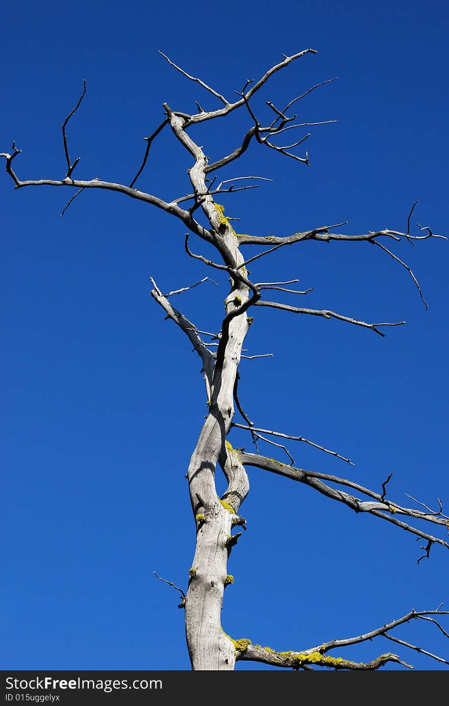 Dead trees seeing from Carthew-Alderson Trail in Waterton National Park Alberta Canada