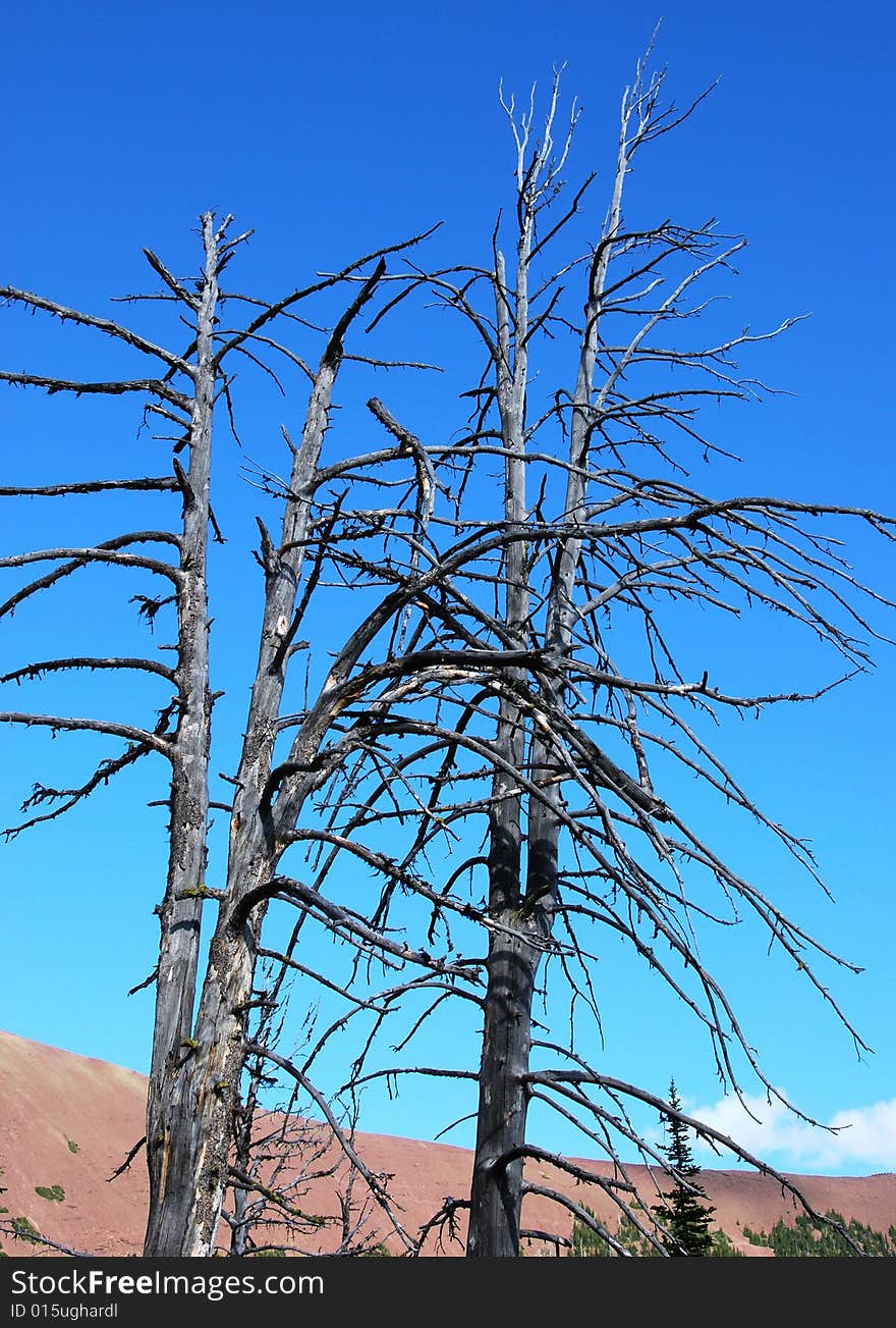 Dead trees seeing from Carthew-Alderson Trail in Waterton National Park Alberta Canada