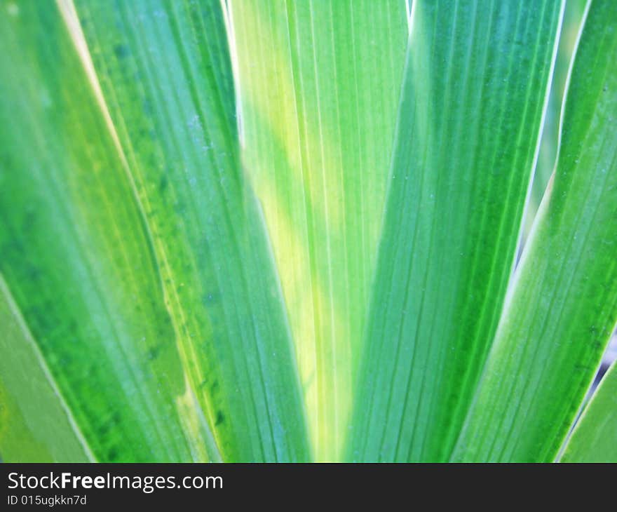 Green Leaves