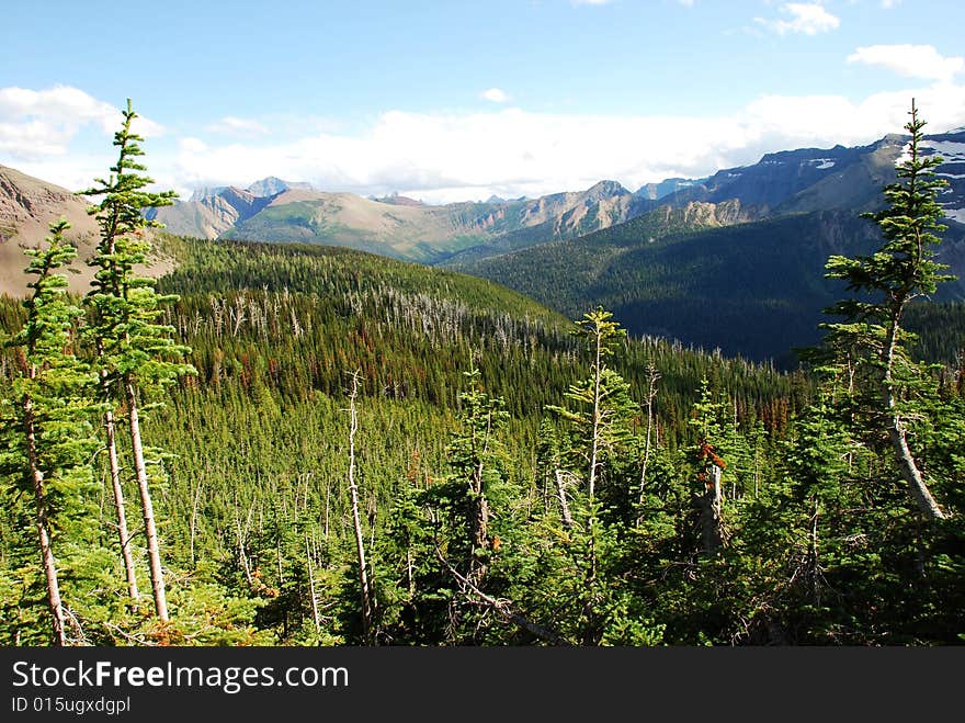 Mountain And Meadow