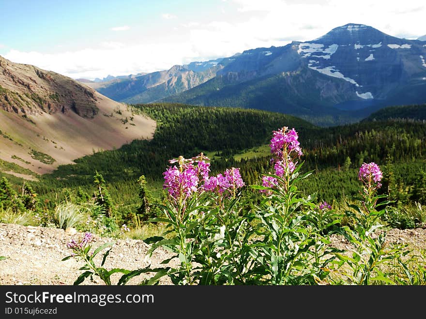 Purple flowers on hiking trail