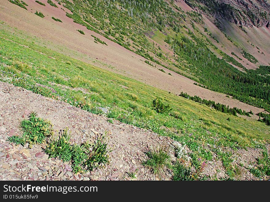 Pattern of grasses on the hiking trail