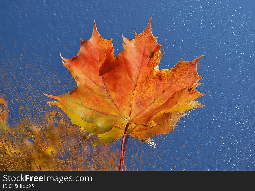 Maple leaf with water drops