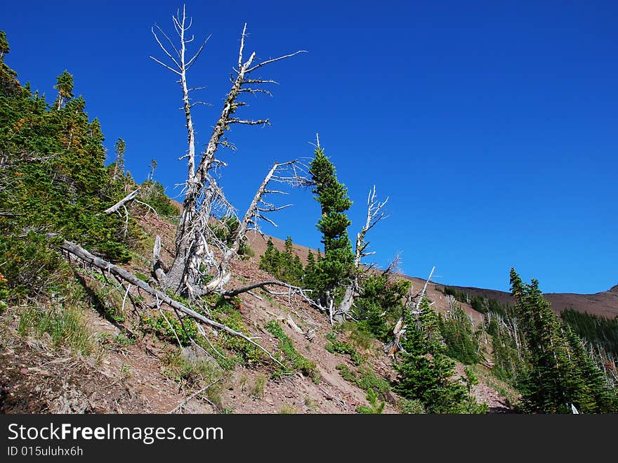 Dead trees