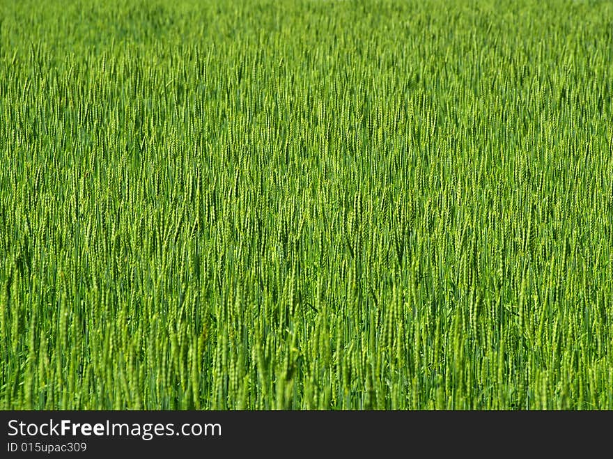 Wheat Field