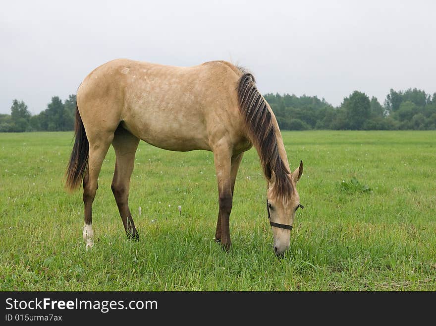 Horse standing in a field, eating grass. Horse standing in a field, eating grass