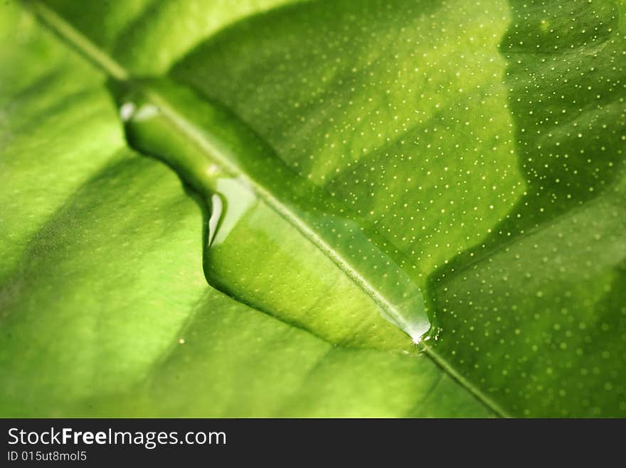 Close up of green leaf with rain drop on it. Close up of green leaf with rain drop on it