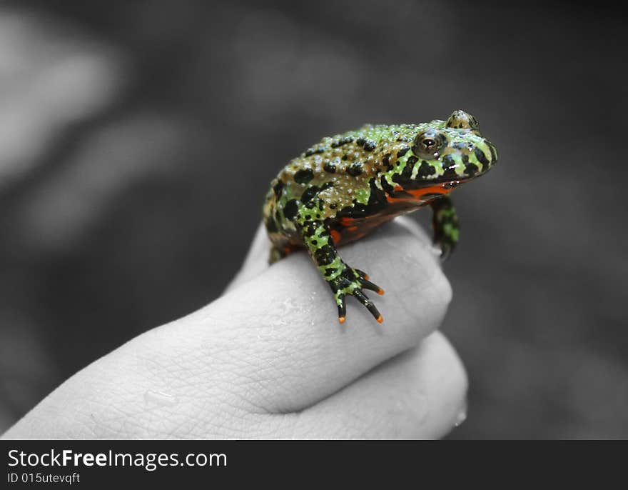 Green frog on hand with orange fingers