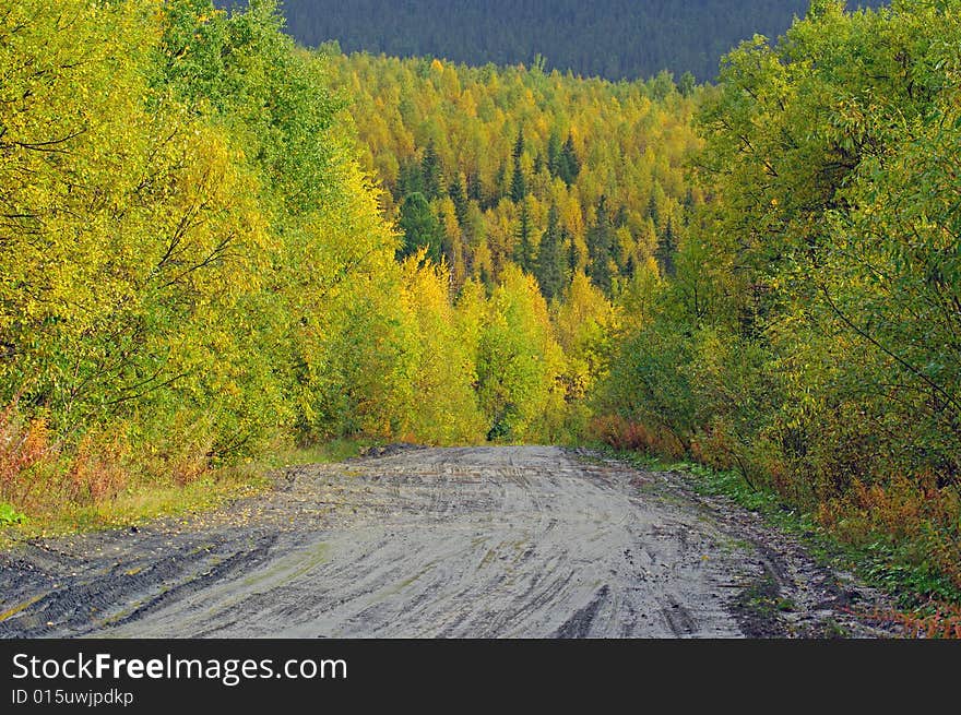 Autumn road in forest.