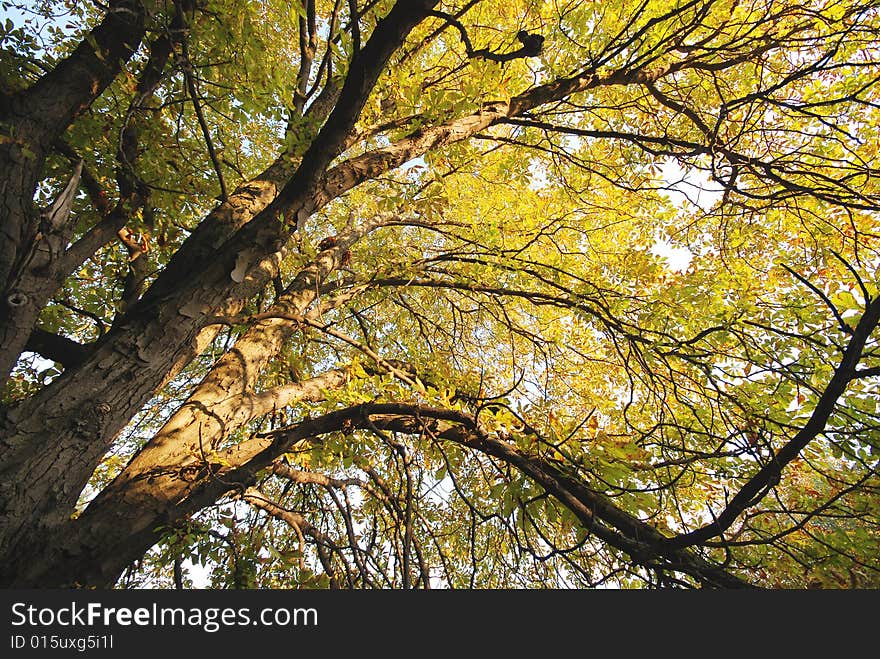 Autumn tree