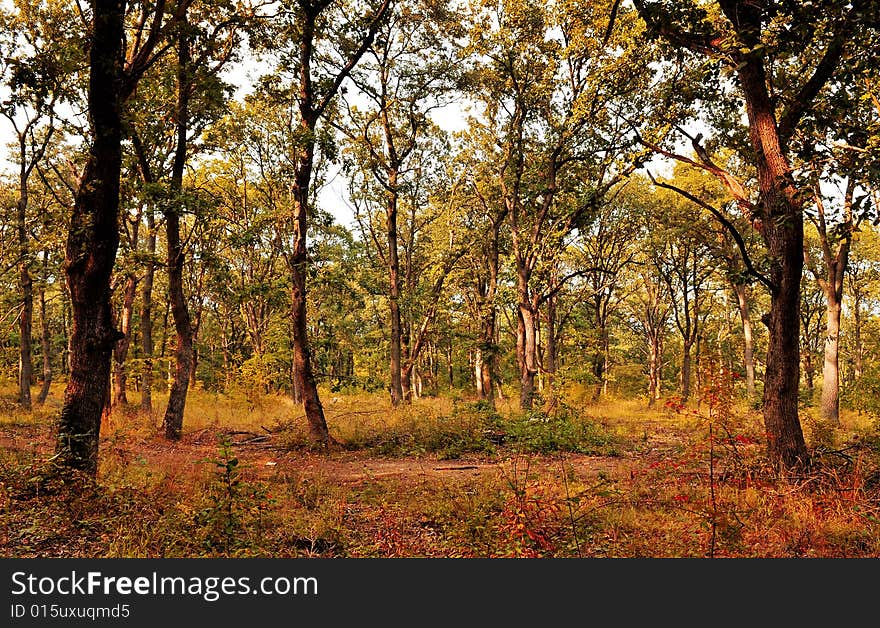 A beautiful forest in autumn. A beautiful forest in autumn.