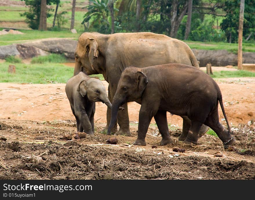 Asian Elephant