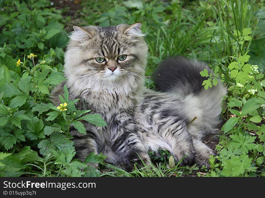 Cat in wild flowers