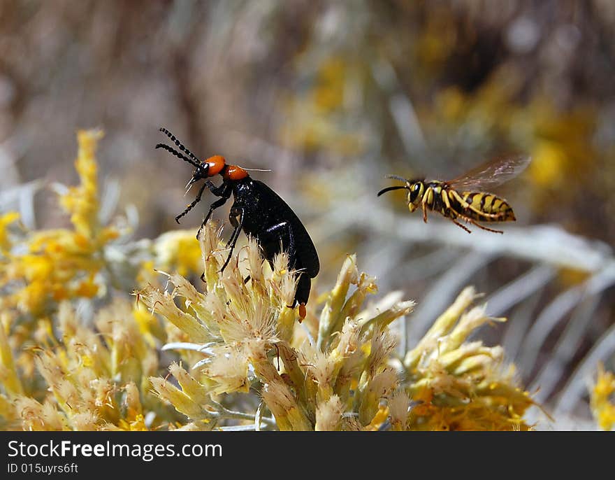 Yellow Jacket and Desert Blister Beetle