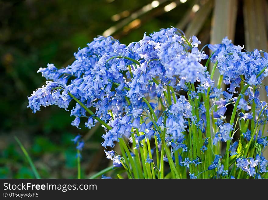 A mid distance shot of a large clump of bluebells.