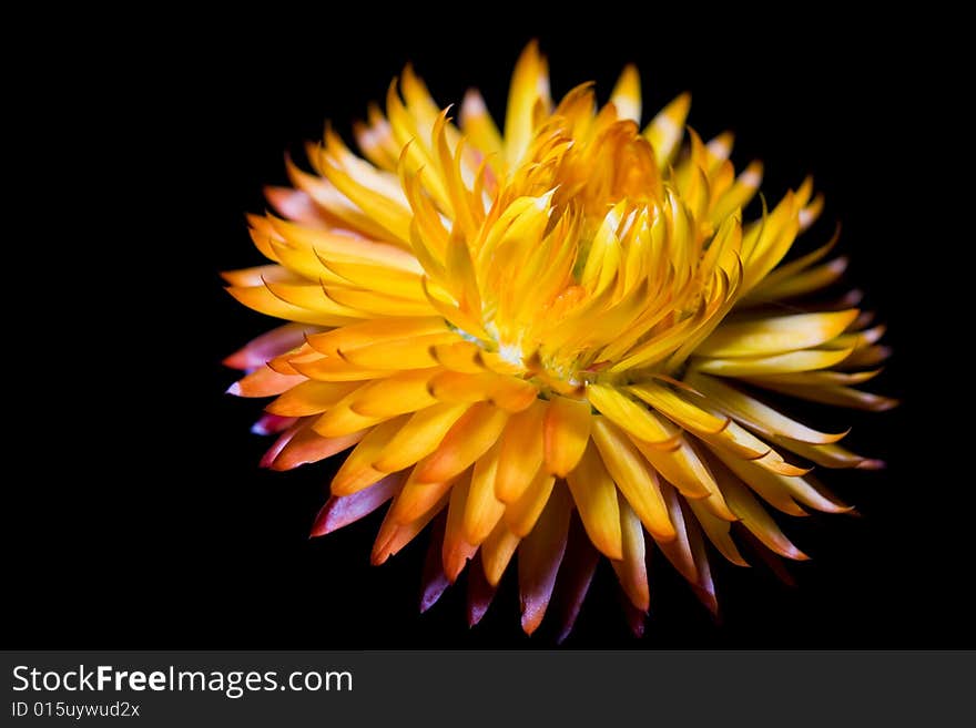 Straw Flowers