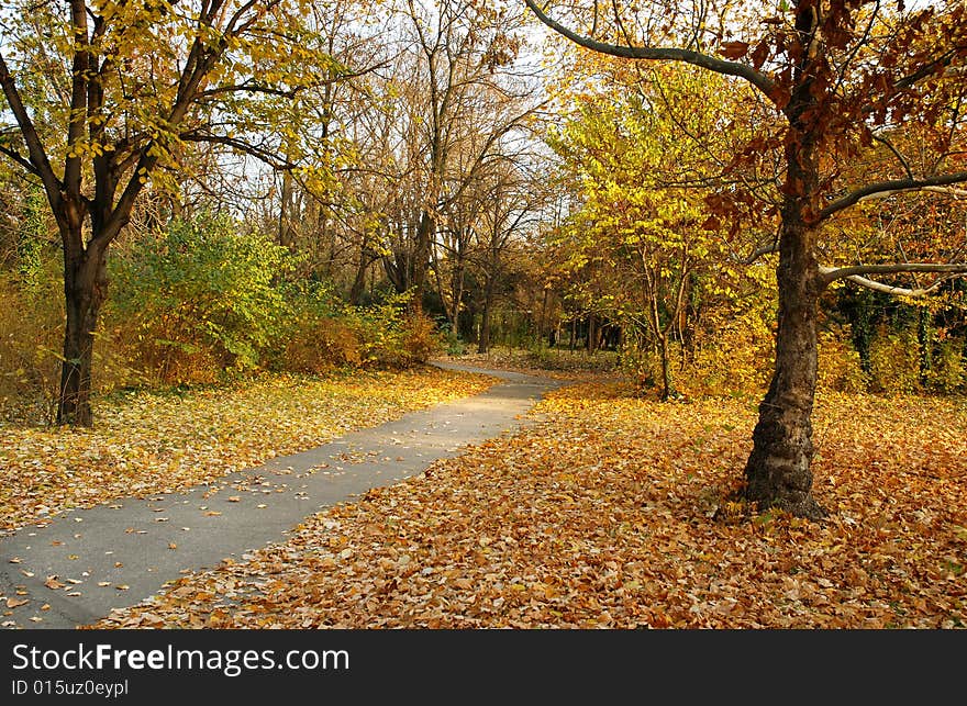 Autumn scenery - colorful trees in park. Autumn scenery - colorful trees in park