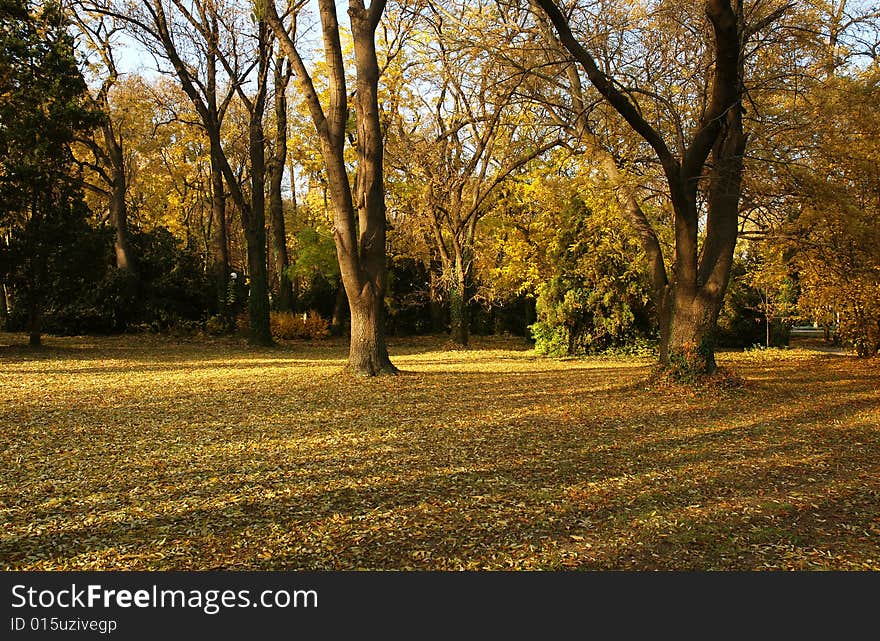 Autumn scenery - colorful trees in park. Autumn scenery - colorful trees in park